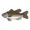 herring Picture