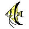 Angelfish Picture