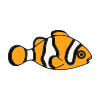 Clownfish Picture