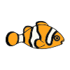 striped+orange+clownfish Picture