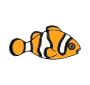 Clownfish Picture