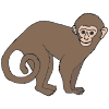 Monkey Picture