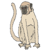 Monkey Picture