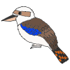 Kookaburra Picture