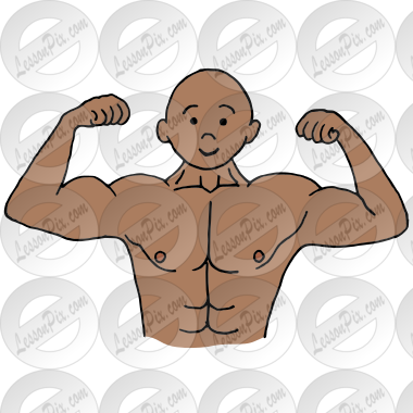 Muscles Picture