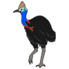 Cassowary Picture