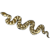 Snake+Sliver Picture