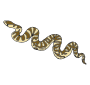 Python Picture