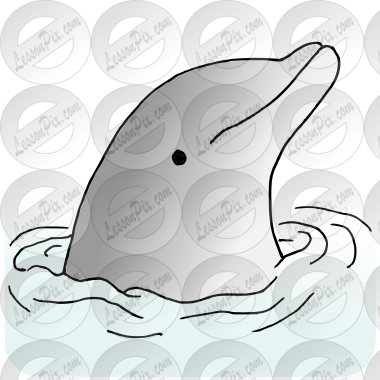 Dolphin