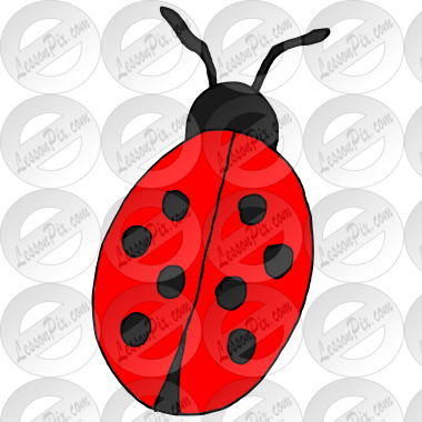 Ladybug