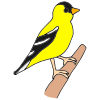 Goldfinch
