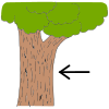 Bark