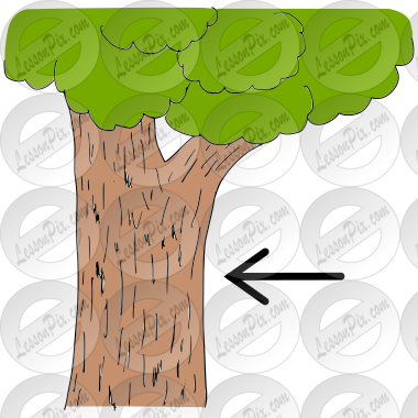 Bark