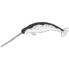 Narwhal Picture