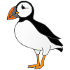 Puffin
