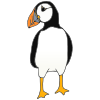 Puffin
