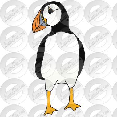Puffin