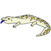 Blue Tongued Skink