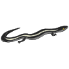 Skink