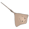 ray
