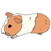 Guinea Pig Picture