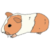 hamster Picture