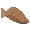 Insect Abdomen