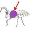 Thorax