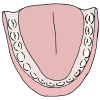 Mouth
