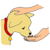 Dog Treat
