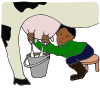 Milk a Cow