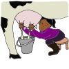 Milk a Cow