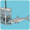 Shark Cage Picture