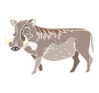 Warthog