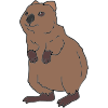 Quokka Picture