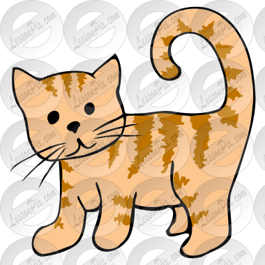 Kitten