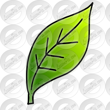 Leaf