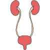 Urinary Tract