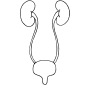 Urinary Tract