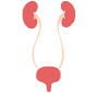 Urinary Tract