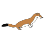 Weasel Picture