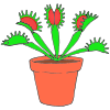 Venus Flytrap