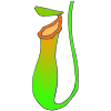 Pitcher Plant