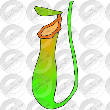 Pitcher Plant