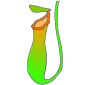 Pitcher Plant