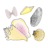 Shells