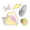 Where+can+you+find+seashells_ Picture