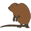 Muskrat Picture