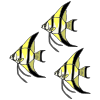 Three Angelfish Picture