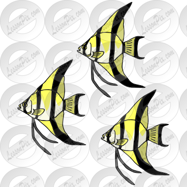 Three Angelfish